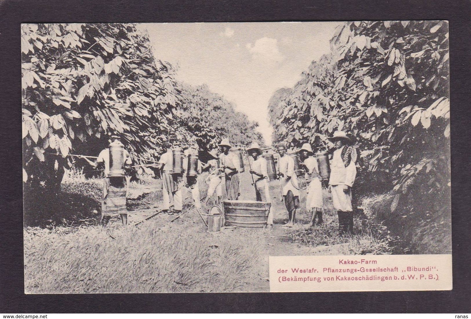 CPA Cameroun Afrique Noire Métier Cacao Non Circulé - Camerún