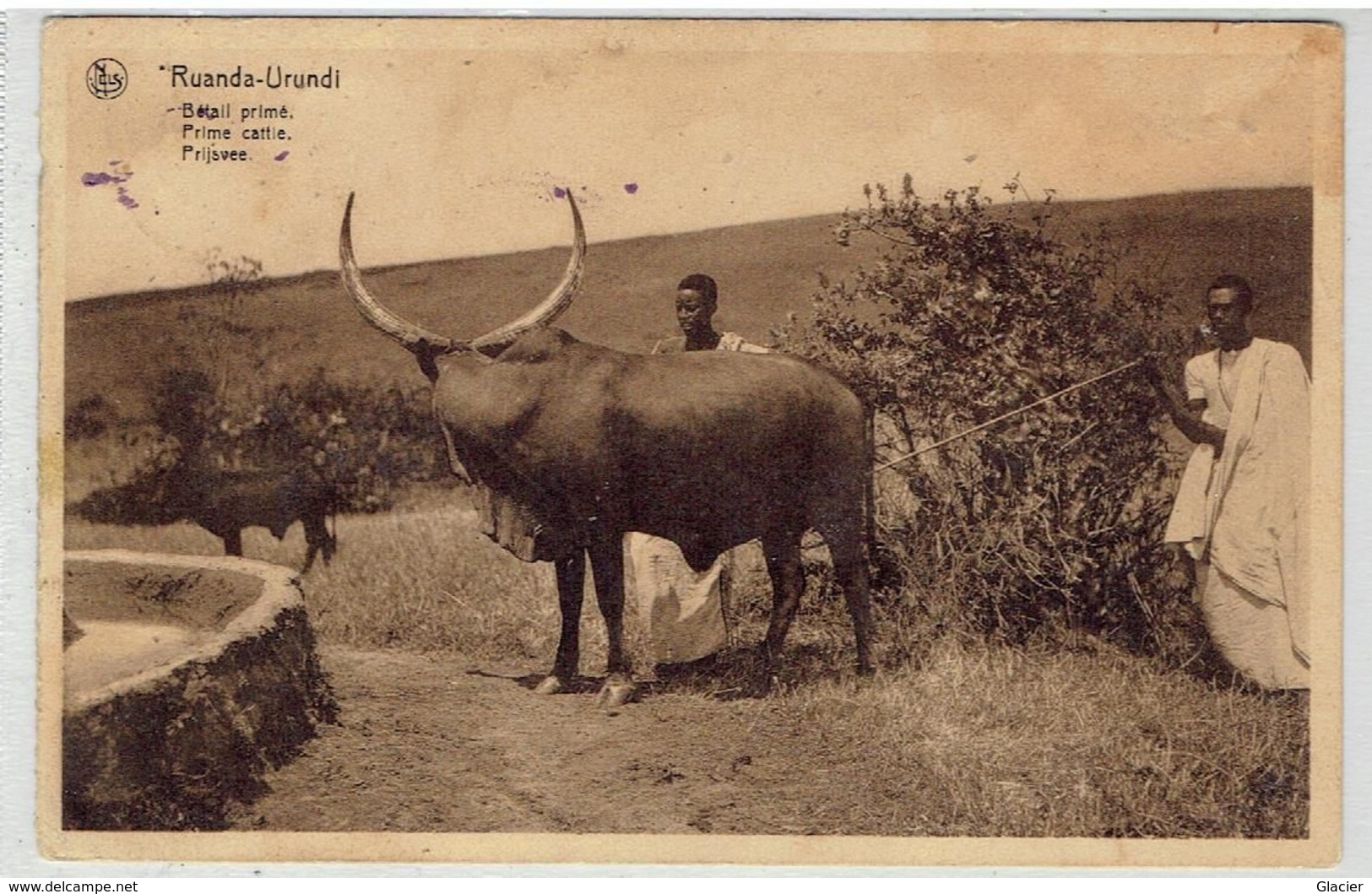 RUANDA-URUNDI - Bétail Primé - Prijsvee - Prime Cattle - Ruanda-Urundi