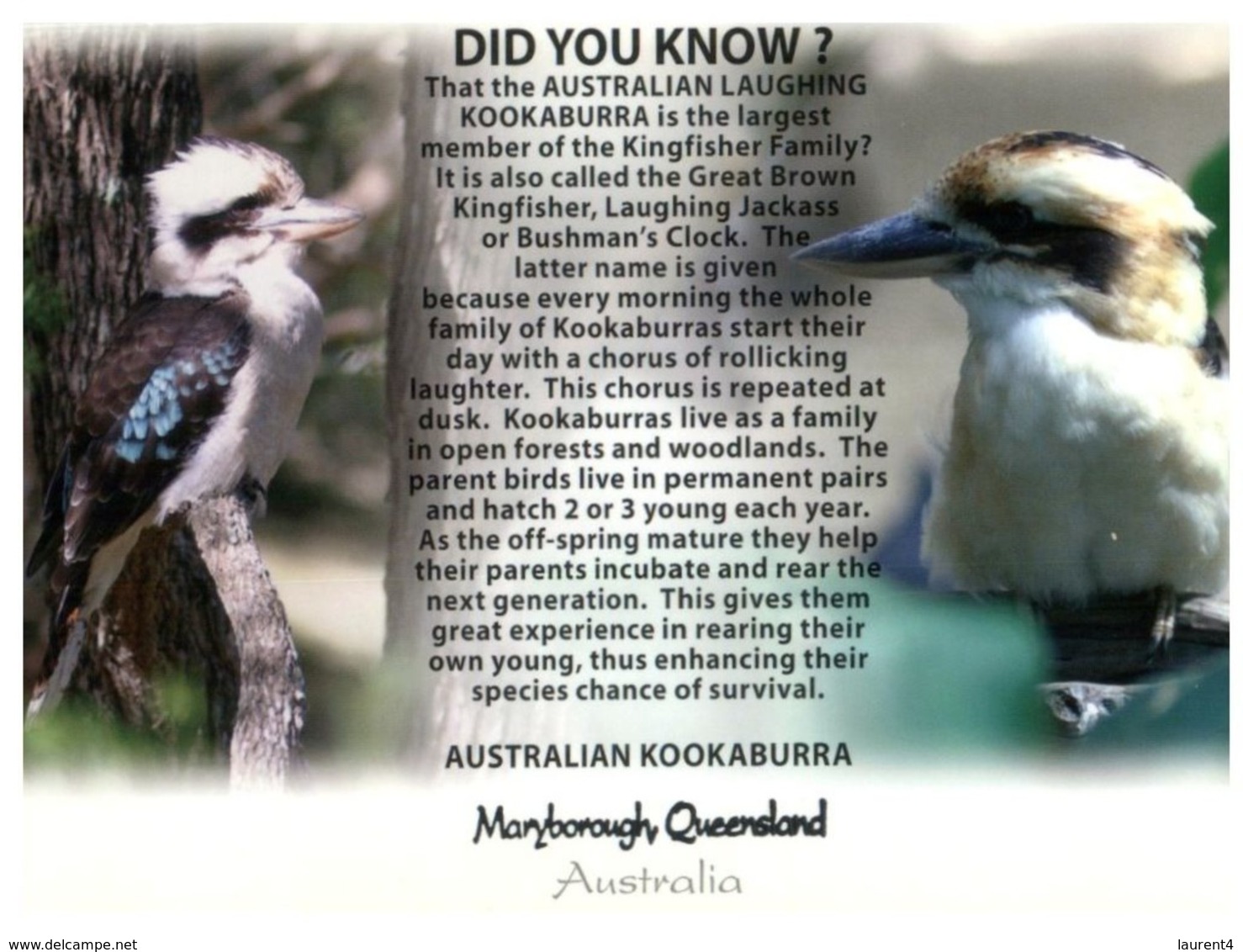 (D 1) Australia - Humour - Did You Know ? Australia Kookaburra Bird / Oiseau - Outback