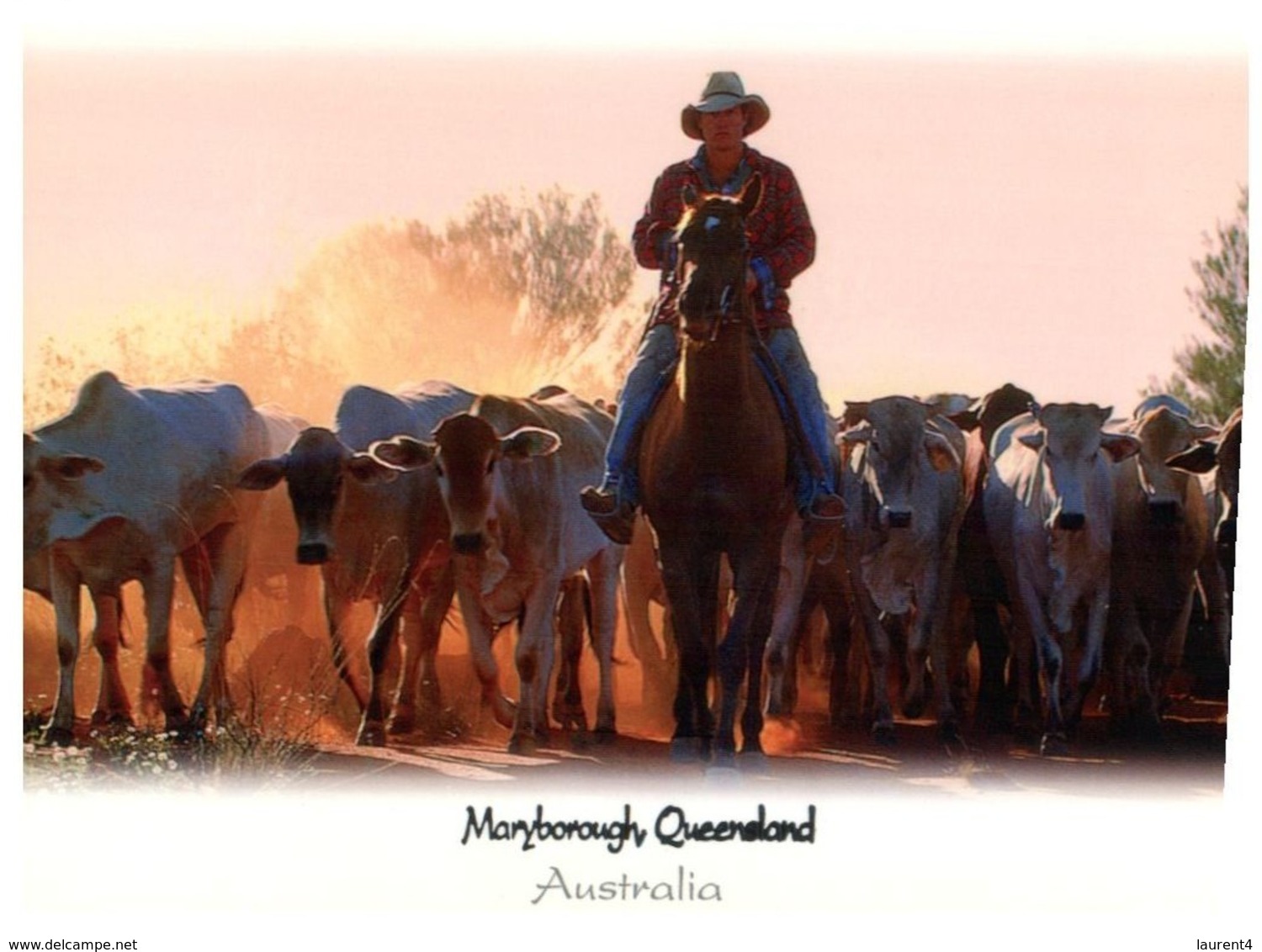 (D 1) Australia - QLD - Maryborough & Farming Cows - Sunshine Coast