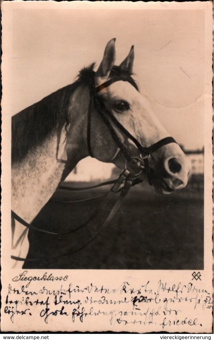 ! Foto Ansichtskarte Pferd, Horse, 1936 - Cavalli