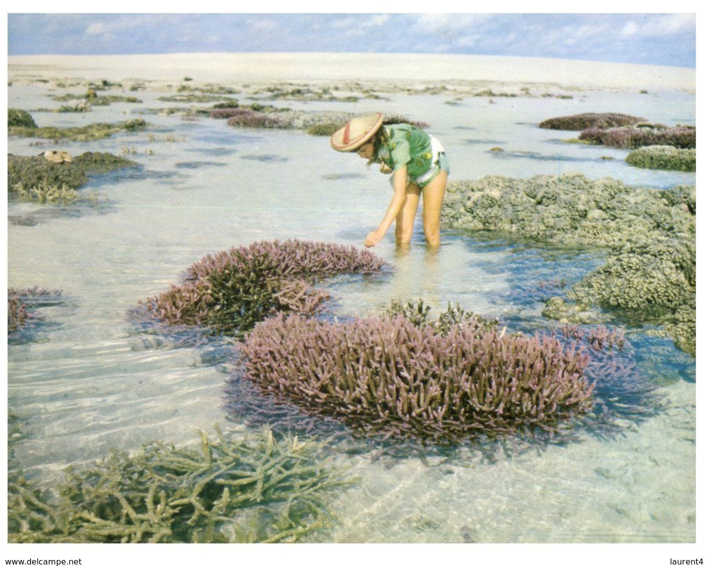 (D 5) Australia - QLD - Barrier Reef Coral - Great Barrier Reef