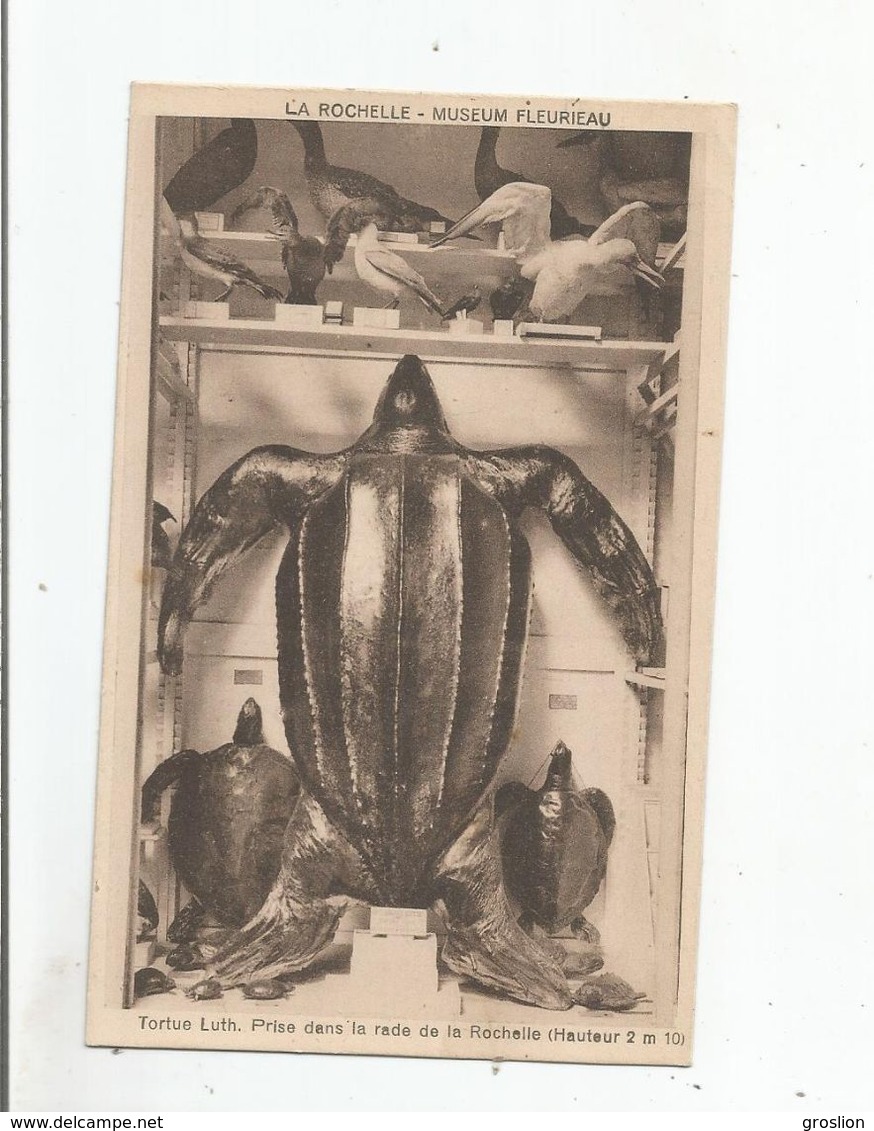 LA ROCHELLE MUSEUM FLEURIEAU. TORTUE LUTH PRISE DANS LA RADE DE LA ROCHELLE (HAUTEUR 2 M 10) - Schildpadden