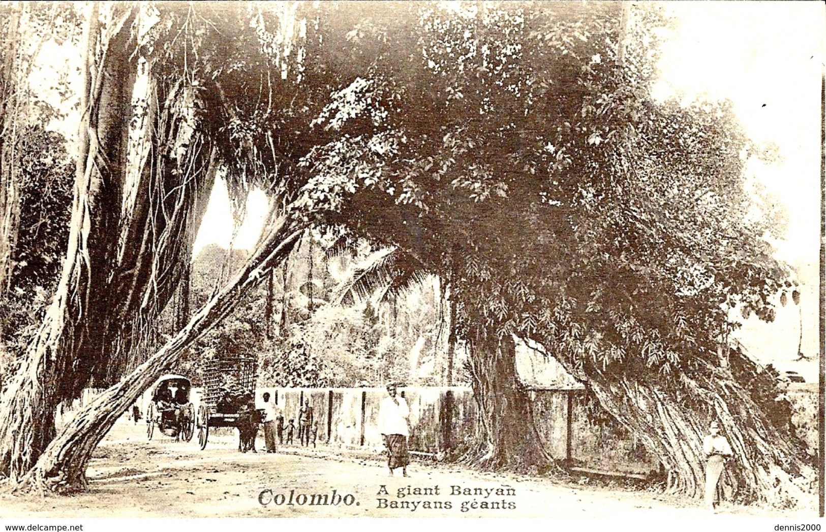 1928 - C P A De Colombo ( Ceylan ) Affr. Bande De 3 50 C Semeuse Oblit. Cad COLOMBO PAQUEBOT - Poste Maritime