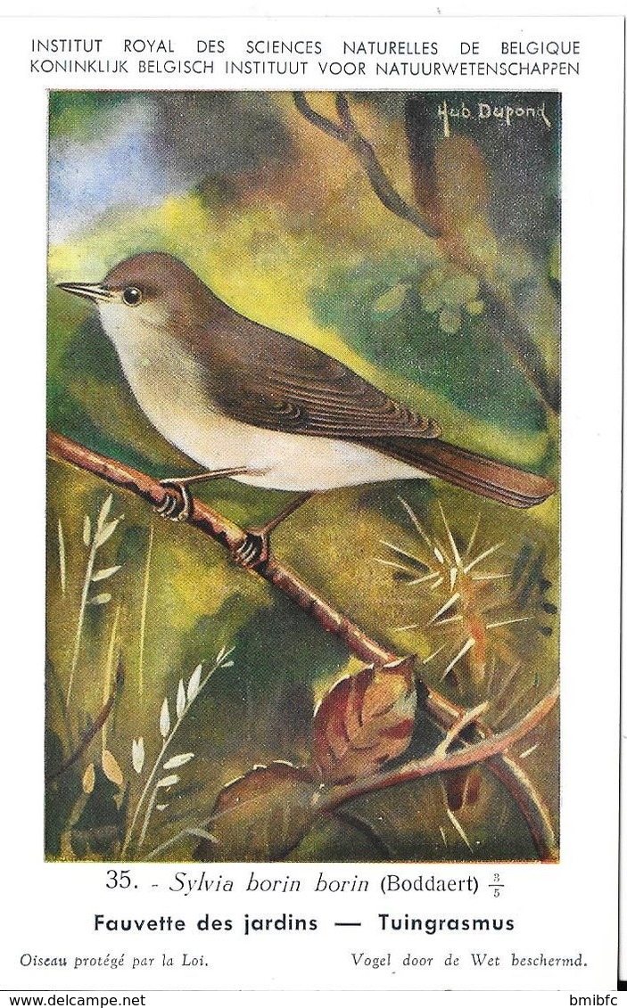 N° 35 - Fauvette Des Jardins  -  (Illustrateur Hub. Dupond) - Pájaros