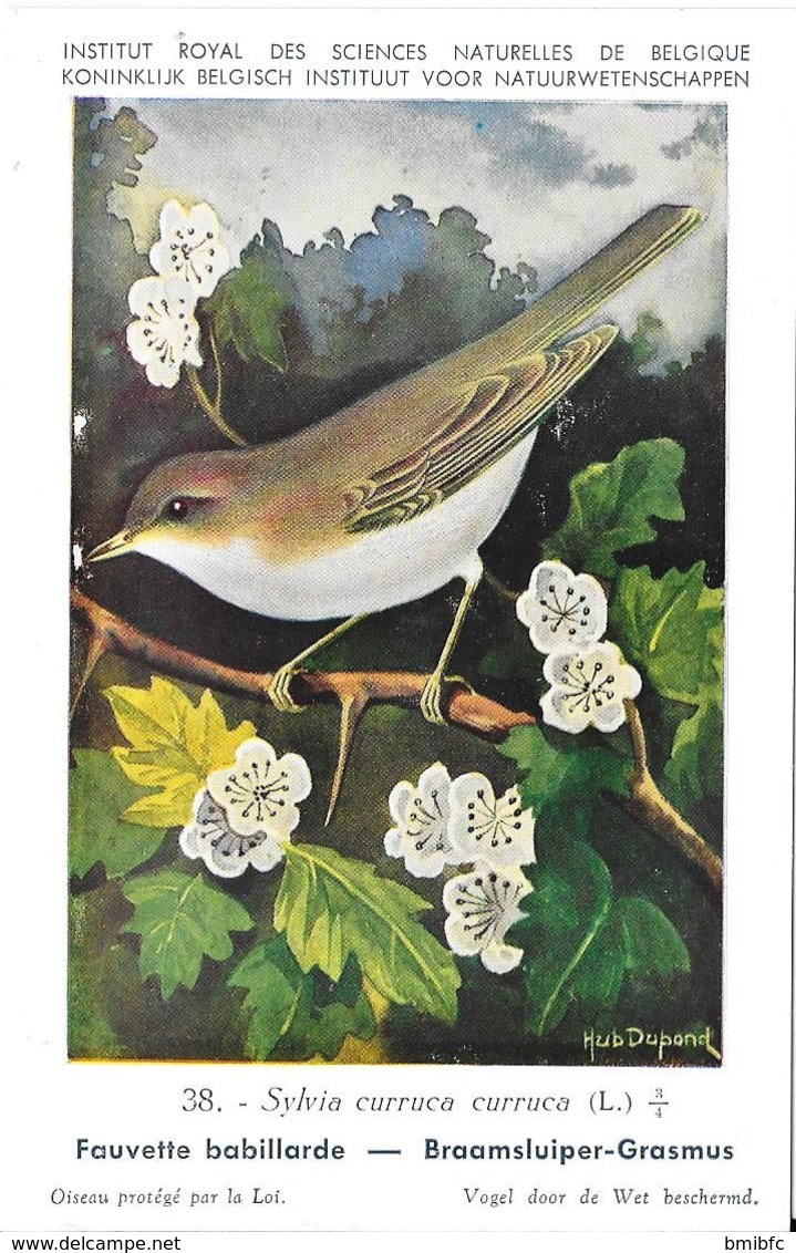 N° 38 - Fauvette Babillarde  - (Illustrateur Hub. Dupond) - Pájaros