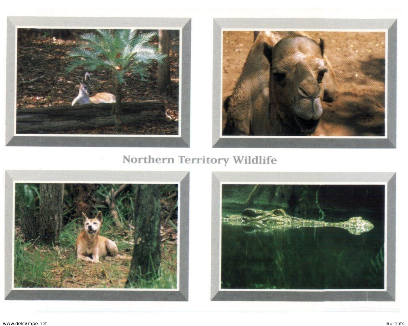 (D 15) Australia - NT - Wildlife - Zonder Classificatie