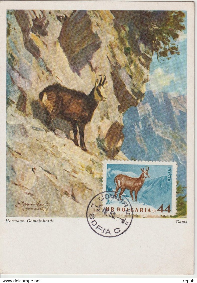 Bulgarie Carte Maximum 1958 Chamois 924 - Briefe U. Dokumente