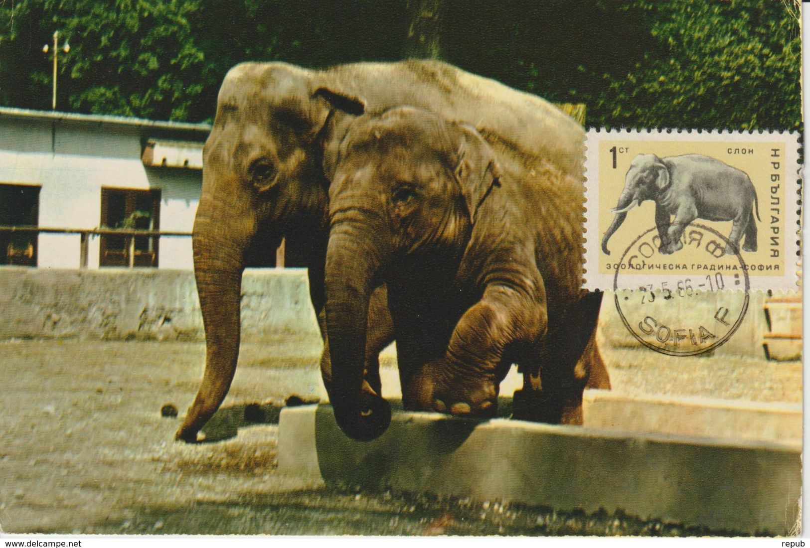 Bulgarie Carte Maximum 1966 éléphant 1416 - Storia Postale