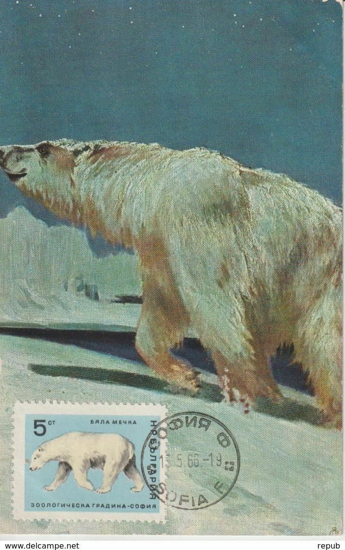 Bulgarie Carte Maximum 1966 Ours Blanc 1420 - Brieven En Documenten