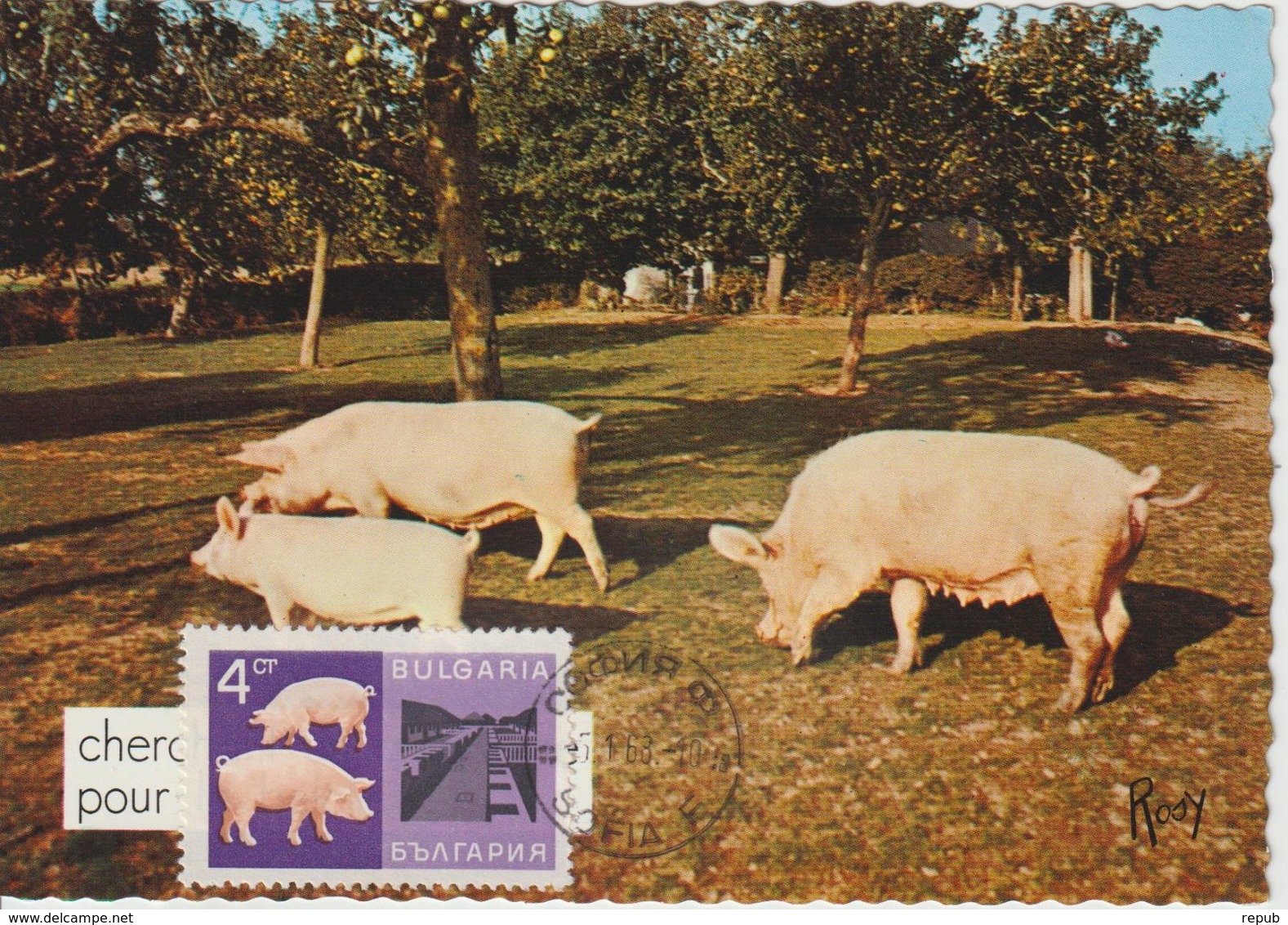 Bulgarie Carte Maximum 1967 Cochons 1521 - Storia Postale