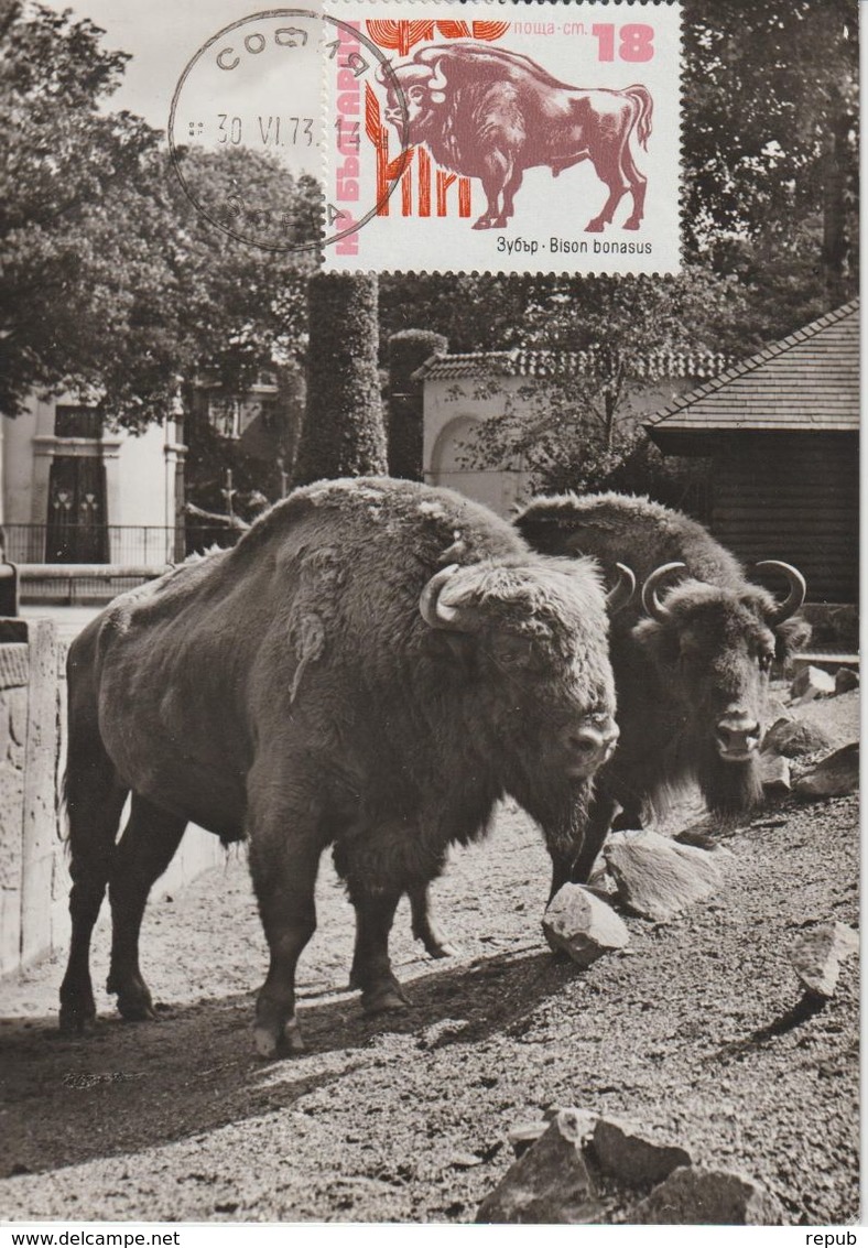 Bulgarie Carte Maximum 1973 Bison 2012 - Brieven En Documenten