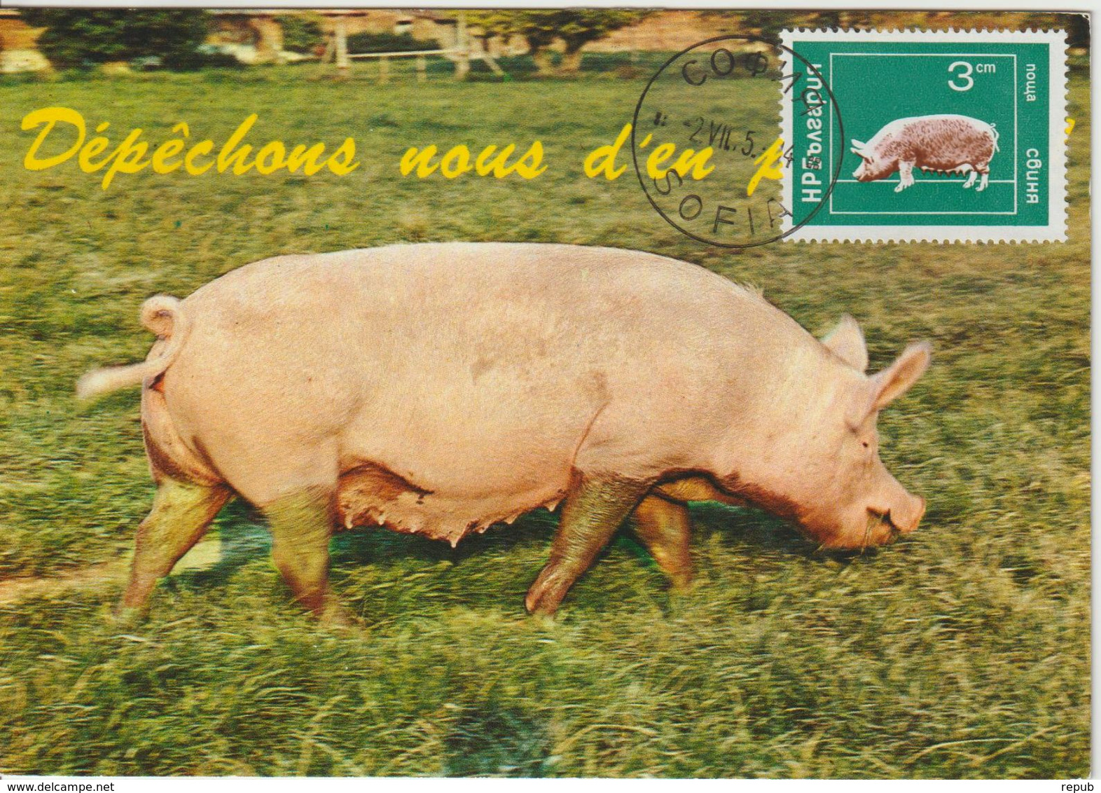 Bulgarie Carte Maximum 1974 Cochon 2073 - Brieven En Documenten