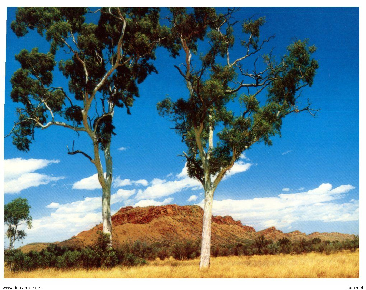 (D 23) Australia - NT -  Twins Gums Tree - Zonder Classificatie