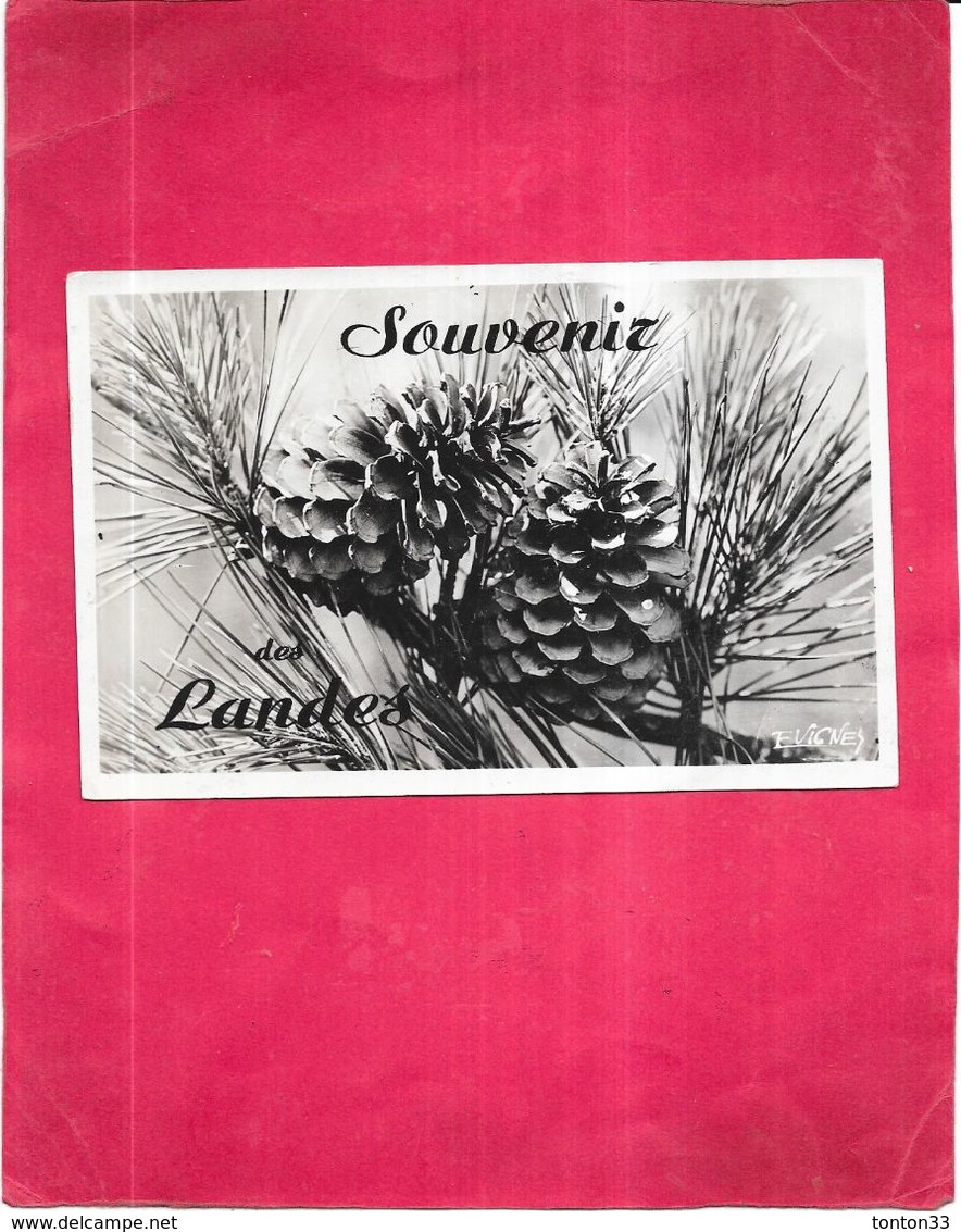 DEPT 40 - Souvenir Des LANDES - Pignes De Pins - GIR - - Castets