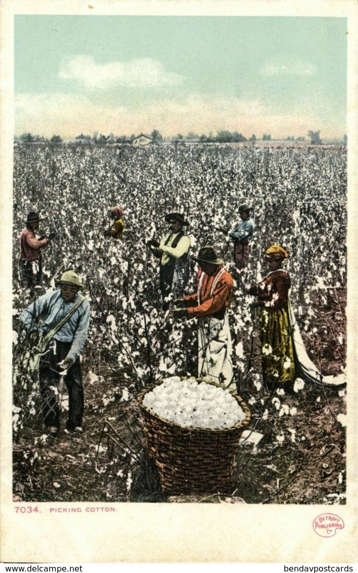 Black Americana, "Picking Cotton" (1900s) Detroit Publishing Co. 7034 Postcard - Black Americana