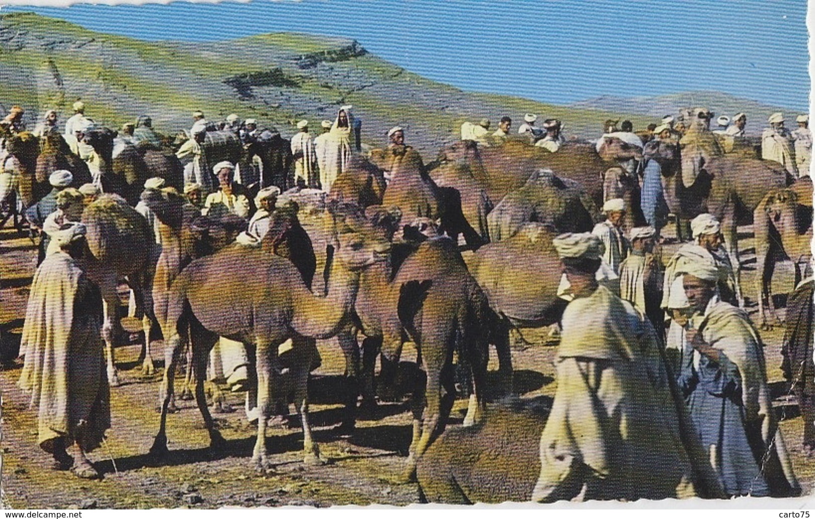 Maroc - Marrakech - Marché Aux Dromadaires - 1965 - Marrakech