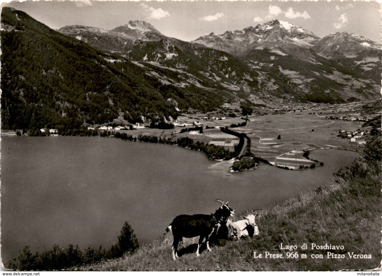 Lago Di Posciavo - Le Prese Con Pizzo Verona (8536) - Tinizong-Rona