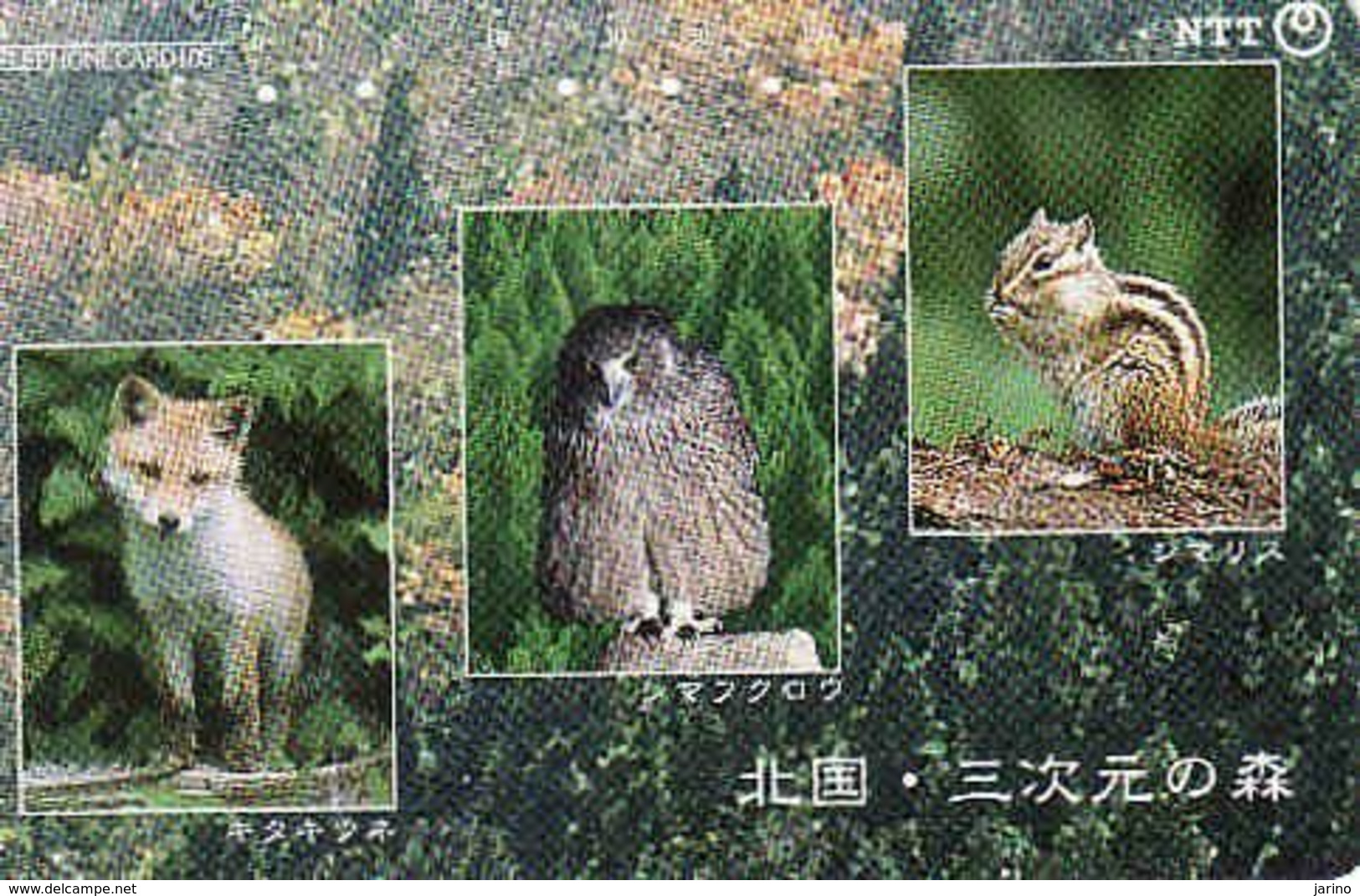 Japan, 105-431-811, Fox, Bird, Eagles & Birds Of Prey,  Fauna, Animal - Arenden & Roofvogels