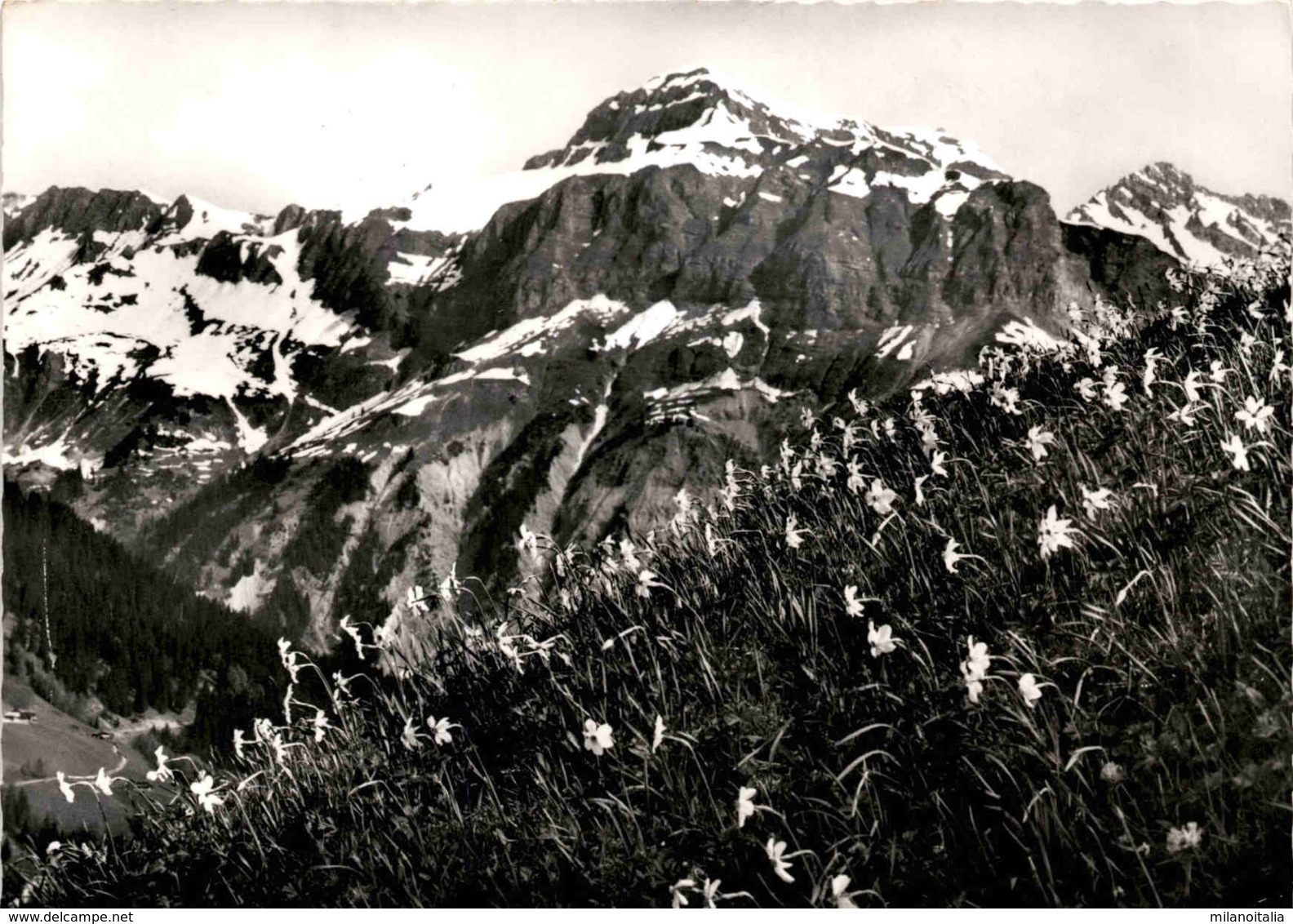 Narzissenwiese Bei Fanas/Seewis - Blick Gegen Tschingel Und Hornspitze (39-316) * 5. 9 1974 - Fanas