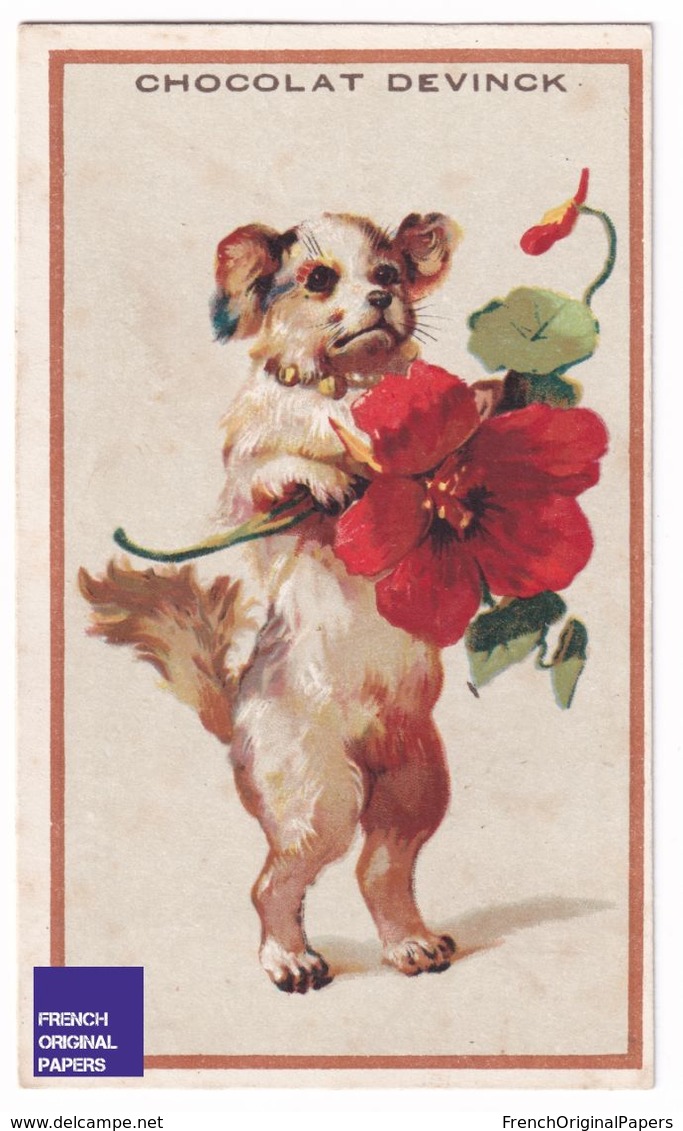 Chromo Chocolat Devinck Chien Humanisé Fleur Coquelicot Anthropomorphisme Chiot - Humanized Dog Poppy Puppy A38-56 - Other & Unclassified