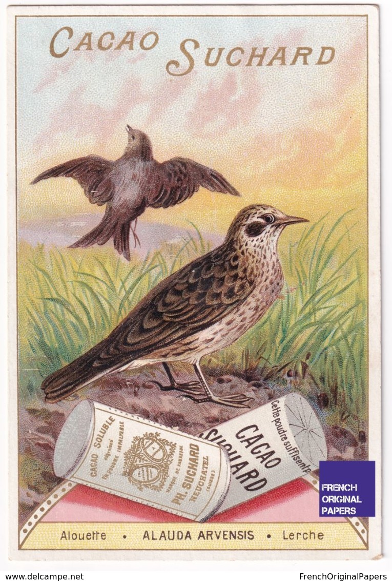 Jolie Chromo Cacao Chocolat Suchard Oiseau Ornithologie Alouette Alauda Arvensis - Bird Lark Skylark Trade Card A38-67 - Suchard