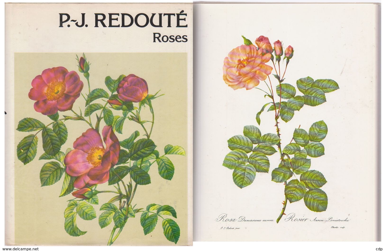 P-J REDOUTE   Roses - Garden