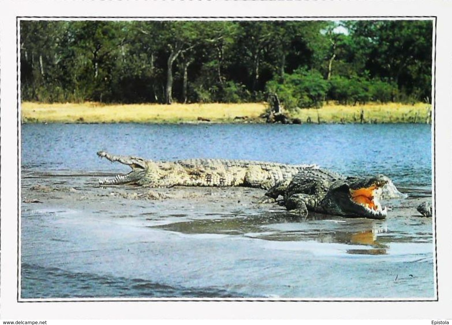 Ouganda   Crocodiles  - Années 1980s - Ouganda