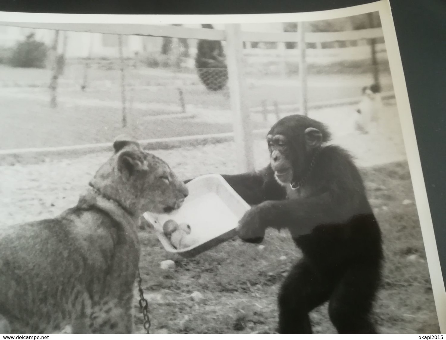 SINGE NOURRIT UN BÉBÉ FAUVE LION ? LÉOPARD ? AFRIQUE NOIRE PHOTO ORIGINALE PHOTOGRAPHE PROFESSIONEL 60s 70s