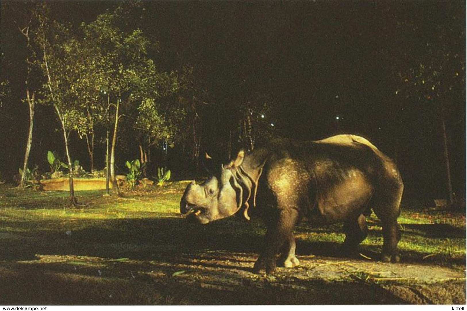 Postcard Singapore Night Safari Rhiniceros - Rhinozeros