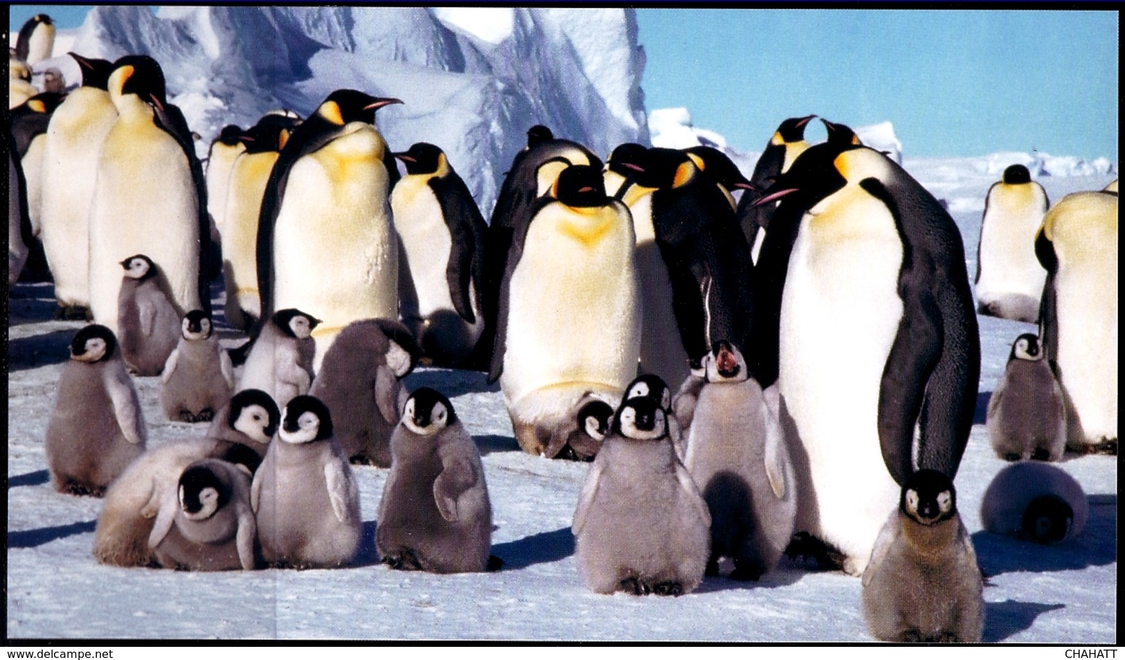 PENGUINS-ICEBERGS-MARINE LIFE-50th An OF JAPANESE ANTARCTIC RESEARCH EXPEDITION-SET OF 5 PPCs-IC-290 - Programmi Di Ricerca
