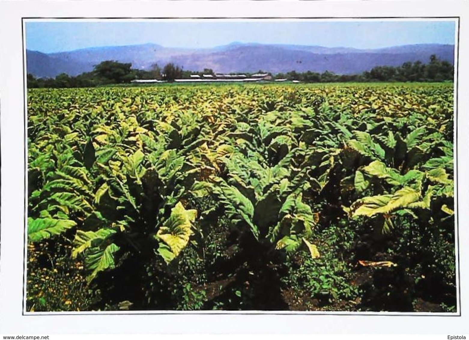 Nicaragua   Chams De Tabac Tobacco Esteli   Années 80s - Nicaragua