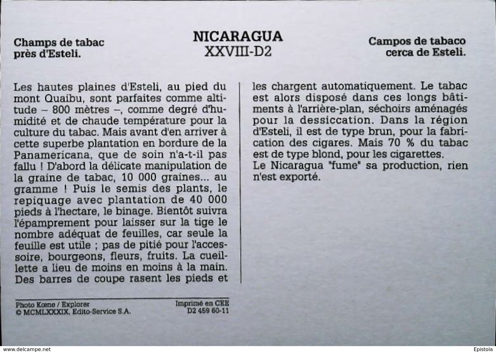 Nicaragua   Chams De Tabac Tobacco Esteli   Années 80s - Nicaragua