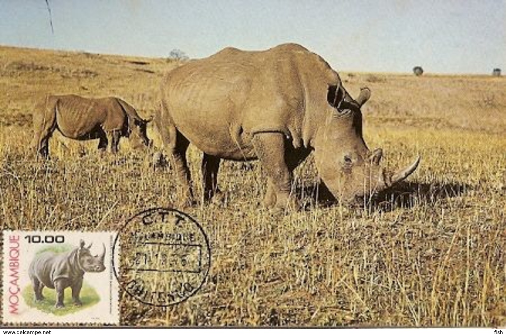 Mozambique & Maximum Card, Fauna, Rinoceronte,  Rhinocerontidae, White Rhino,  Chitengo  1976 (3680) - Mozambique