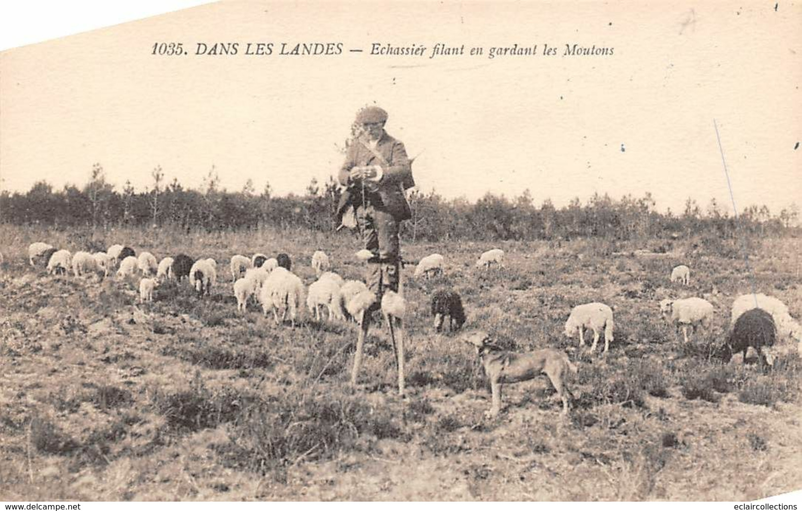 Landes     40      Non Localisé  .Échassier Filant En Gardant Son Troupeau De Moutons     3      (voir Scan) - Andere & Zonder Classificatie