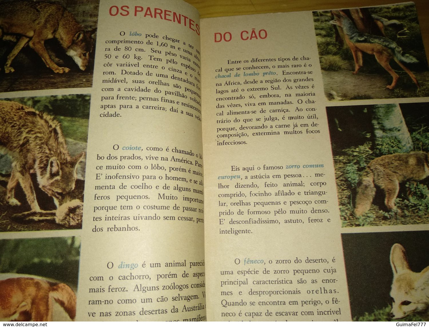 Revista Brasileira "Diversões Juvenis Nº 13, Setembro De 1961 - Junior