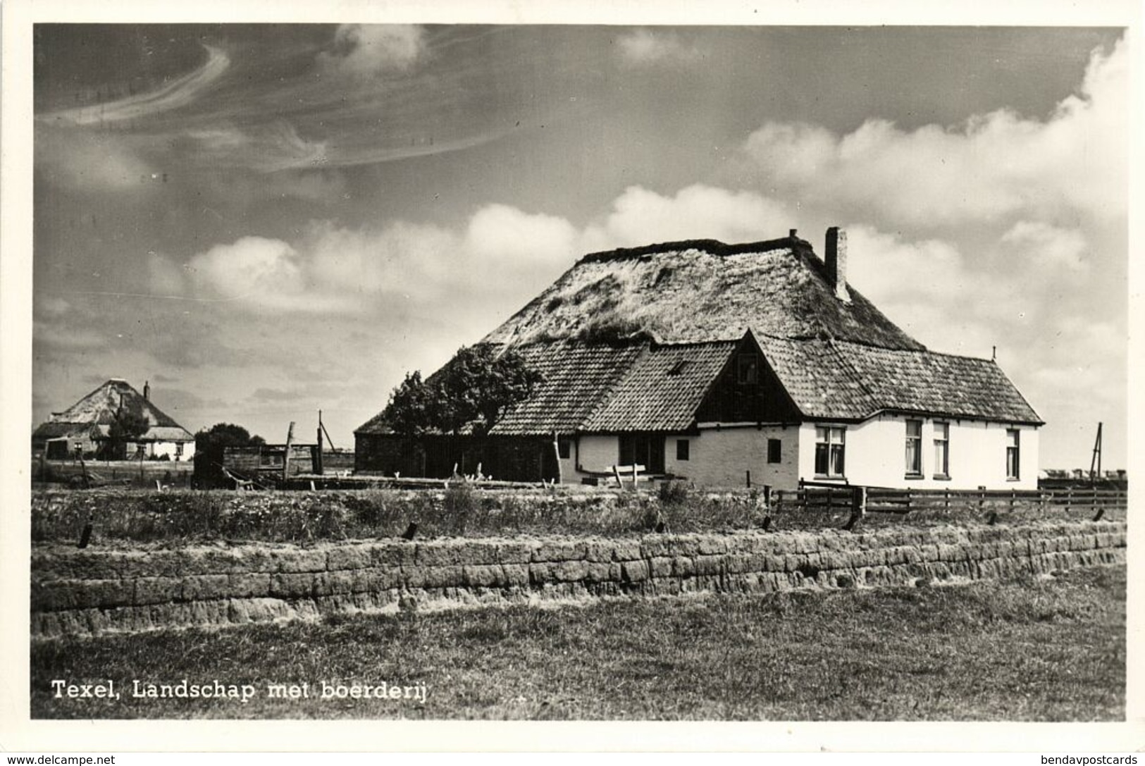 Nederland, TEXEL, Landschap Met Boerderij (1954) Ansichtkaart - Texel