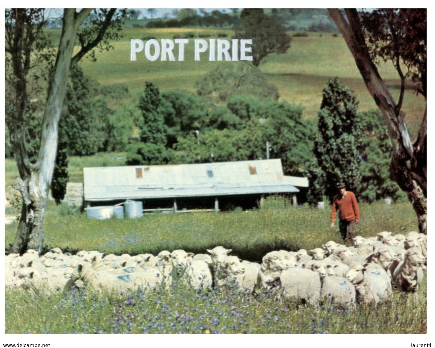 (E 11) Australia - SA - Port Pirie - Sheep - Sonstige & Ohne Zuordnung