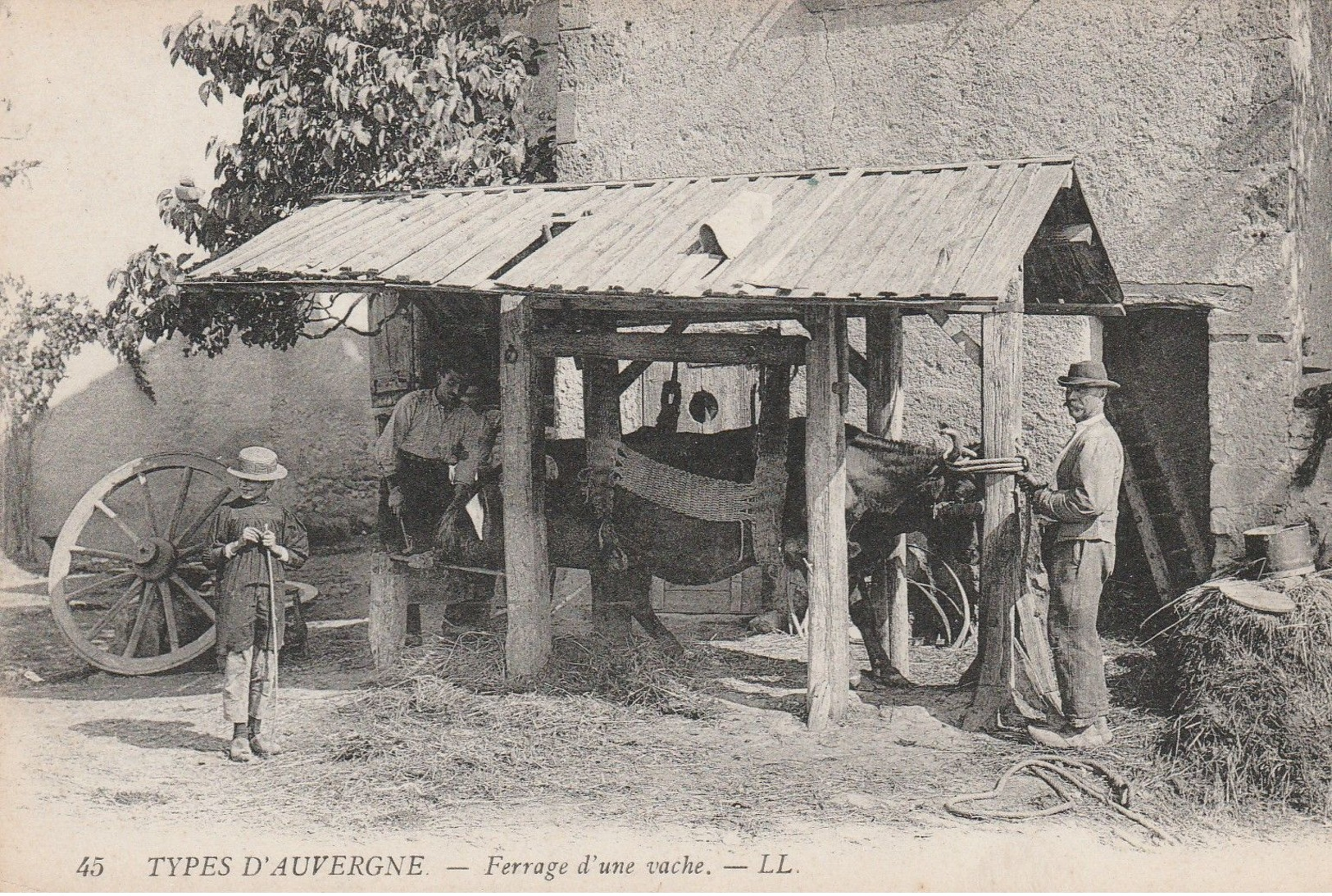 Types D' Auvergne -  Ferrage D' Une Vache - Sonstige & Ohne Zuordnung