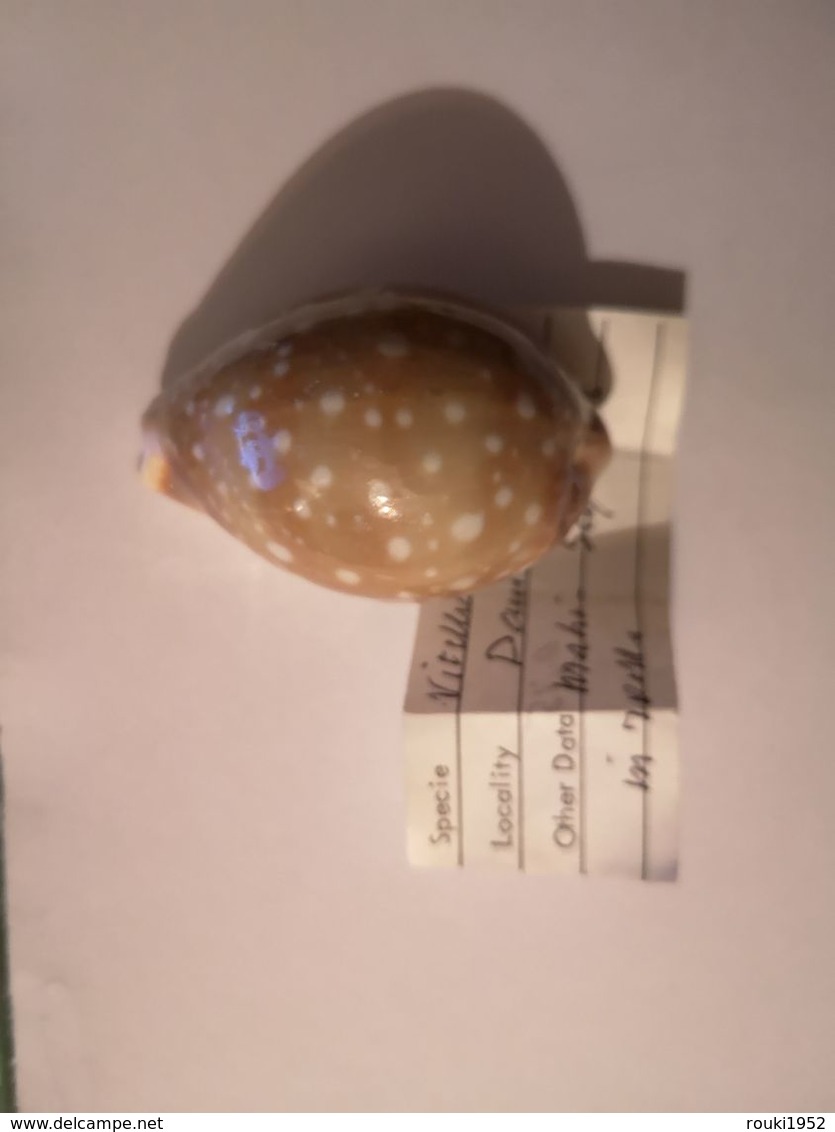 Cypraea Vitellus 55 Mm. Seychelles. - Coquillages