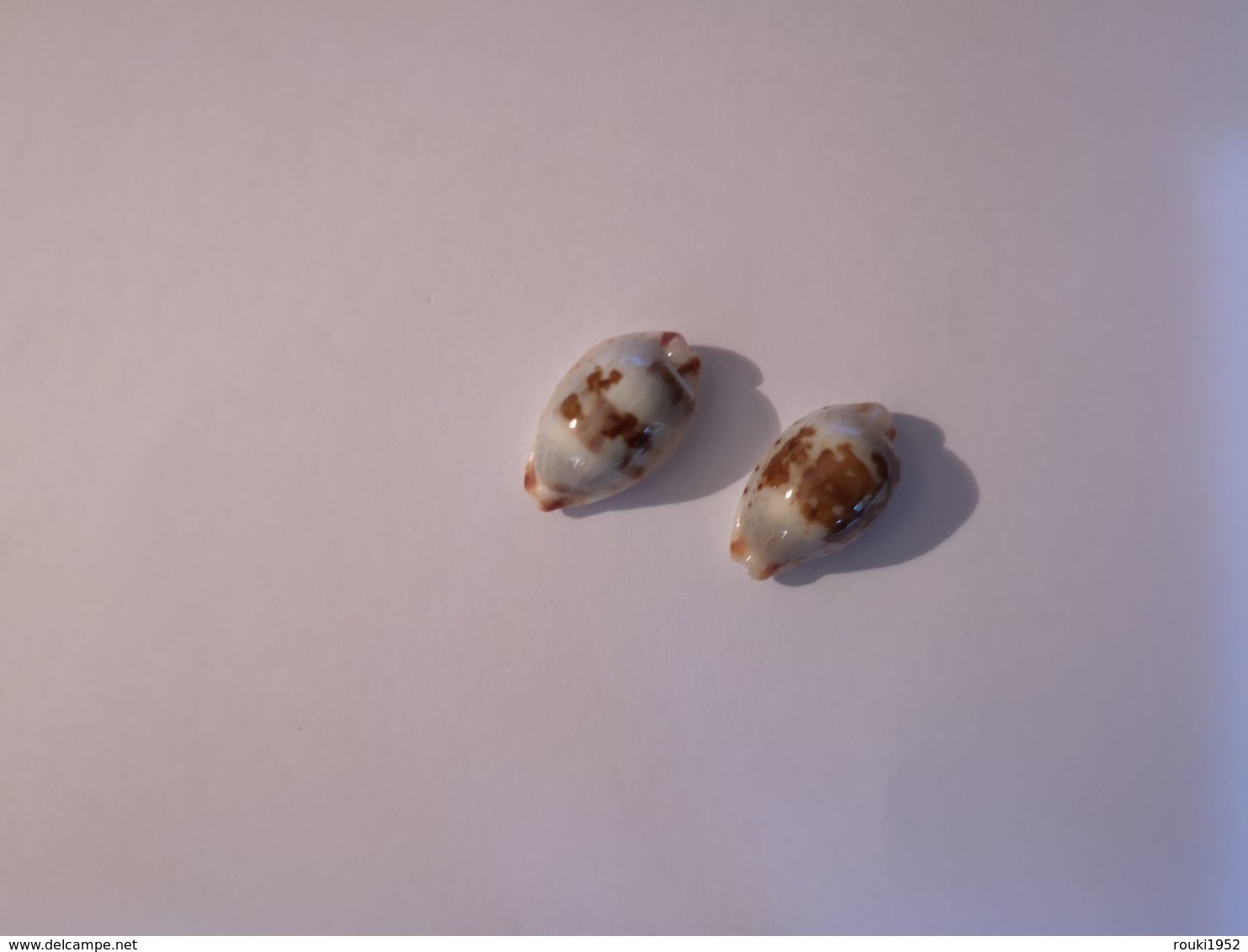 Cypraea Stolida Eritreensis. 17 Mm. - Coquillages