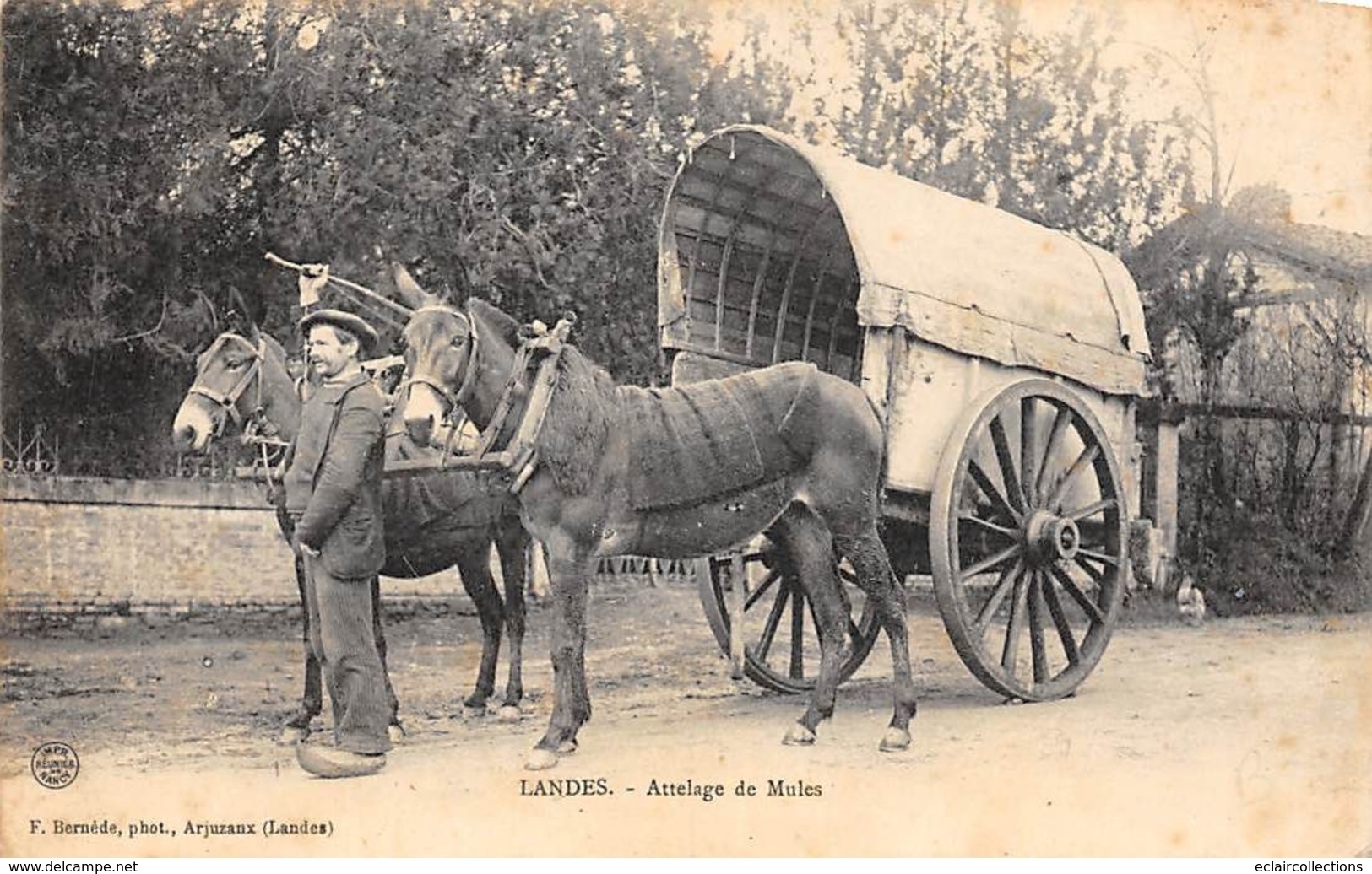 Non Classé        40           Un Attelage De Mules             (scan) - Autres & Non Classés