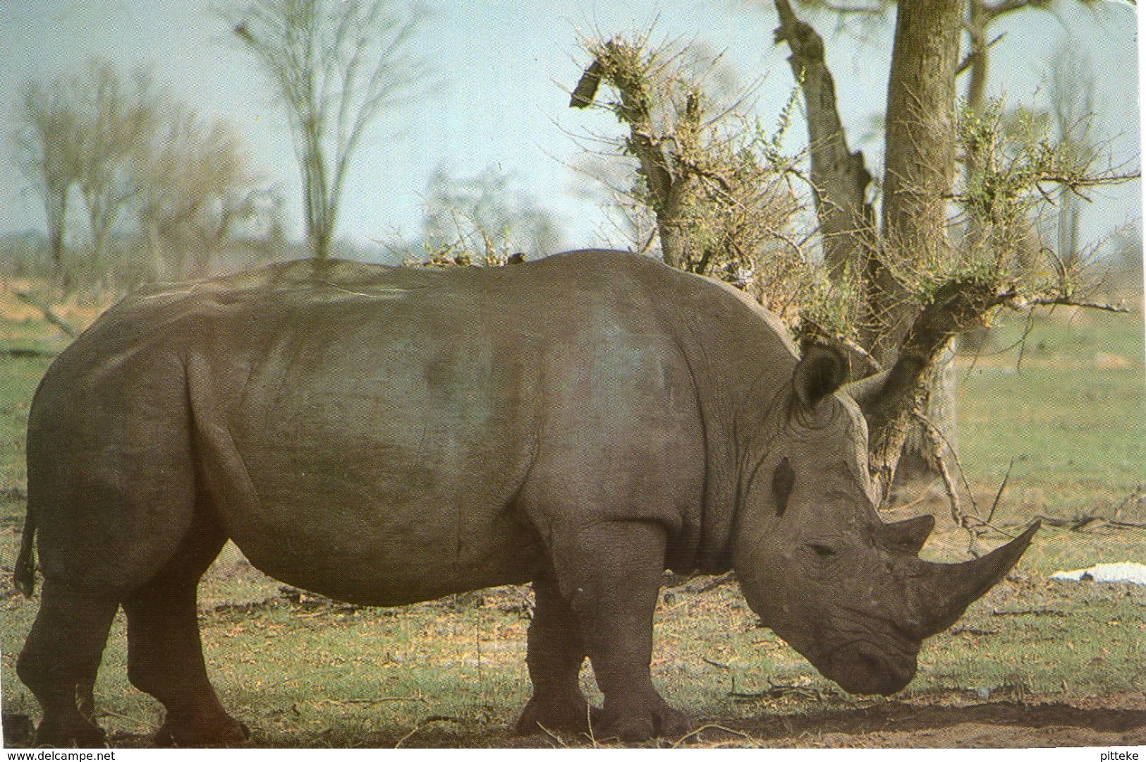 Witte Neushoorn - Rhinocéros