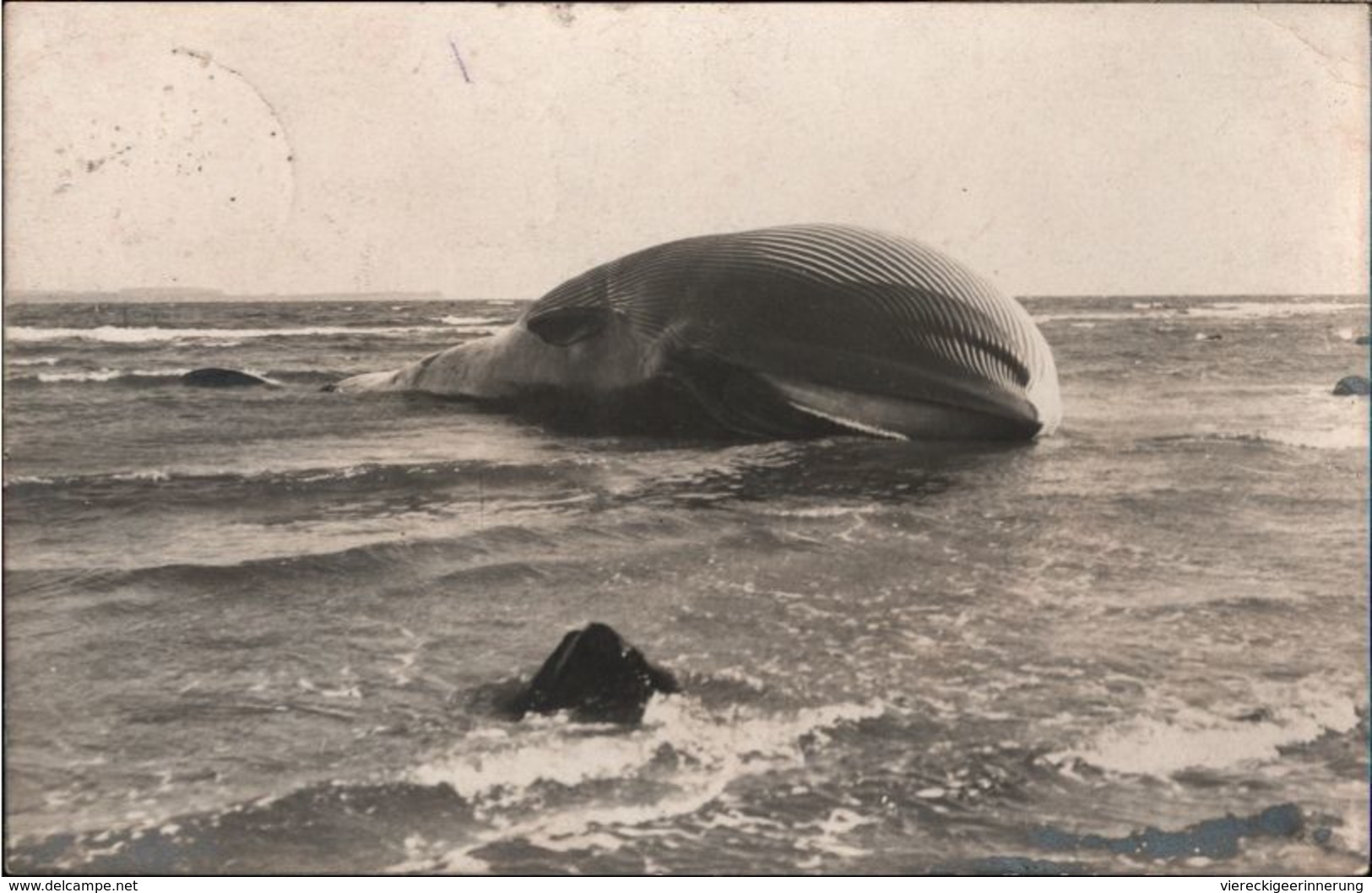 !  Alte Fotokarte, Wal, Flensburger Förde, Whale, Baleine, Photo, 1911, Ostsee - Fische Und Schaltiere