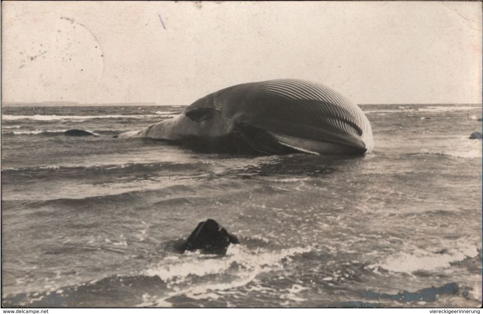 !  Alte Fotokarte, Wal, Flensburger Förde, Whale, Baleine, Photo, 1911, Ostsee - Pescados Y Crustáceos