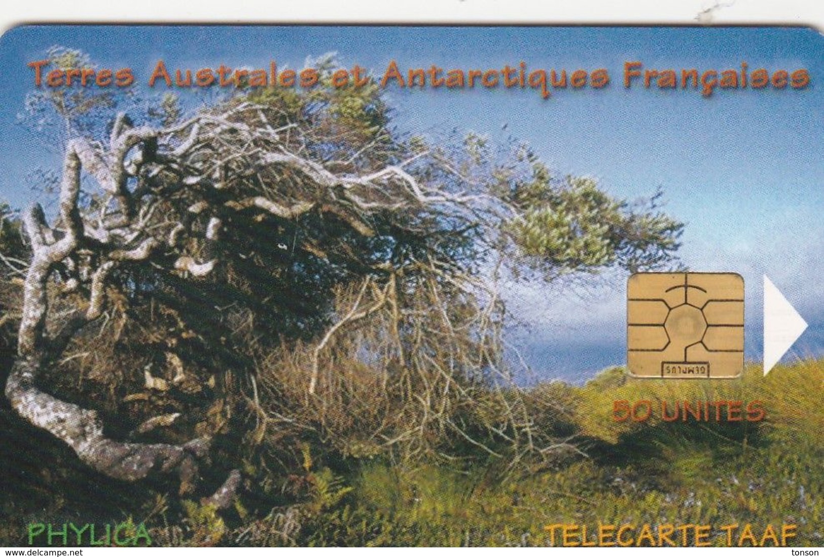 TAAF, TAF-29, Phylica, 2 Scans. - TAAF - Territori Francesi Meridionali