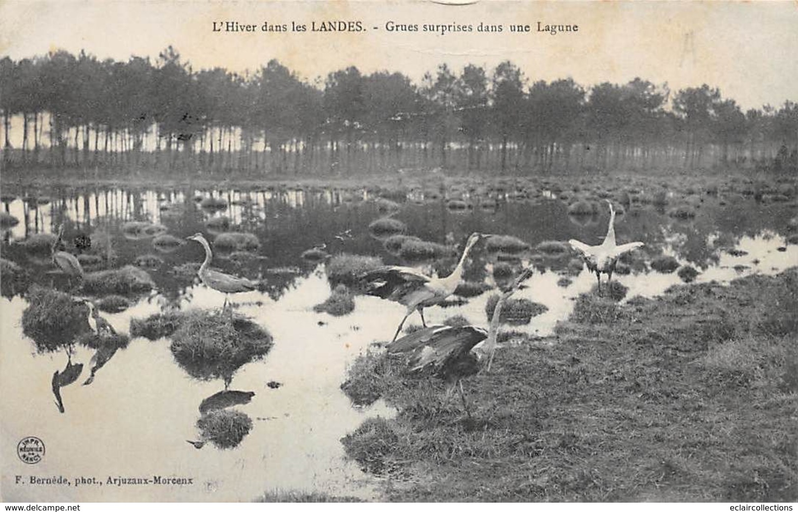 Landes Non Classés       40      Grues Surprises Dans Une Lagune       (voir Scan) - Altri & Non Classificati