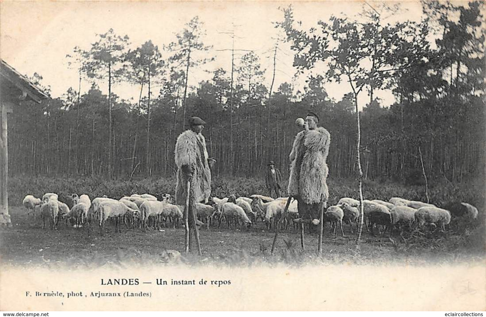 Landes Non Classés       40     Echassiers .  Un Instant De Repos   (voir Scan) - Autres & Non Classés