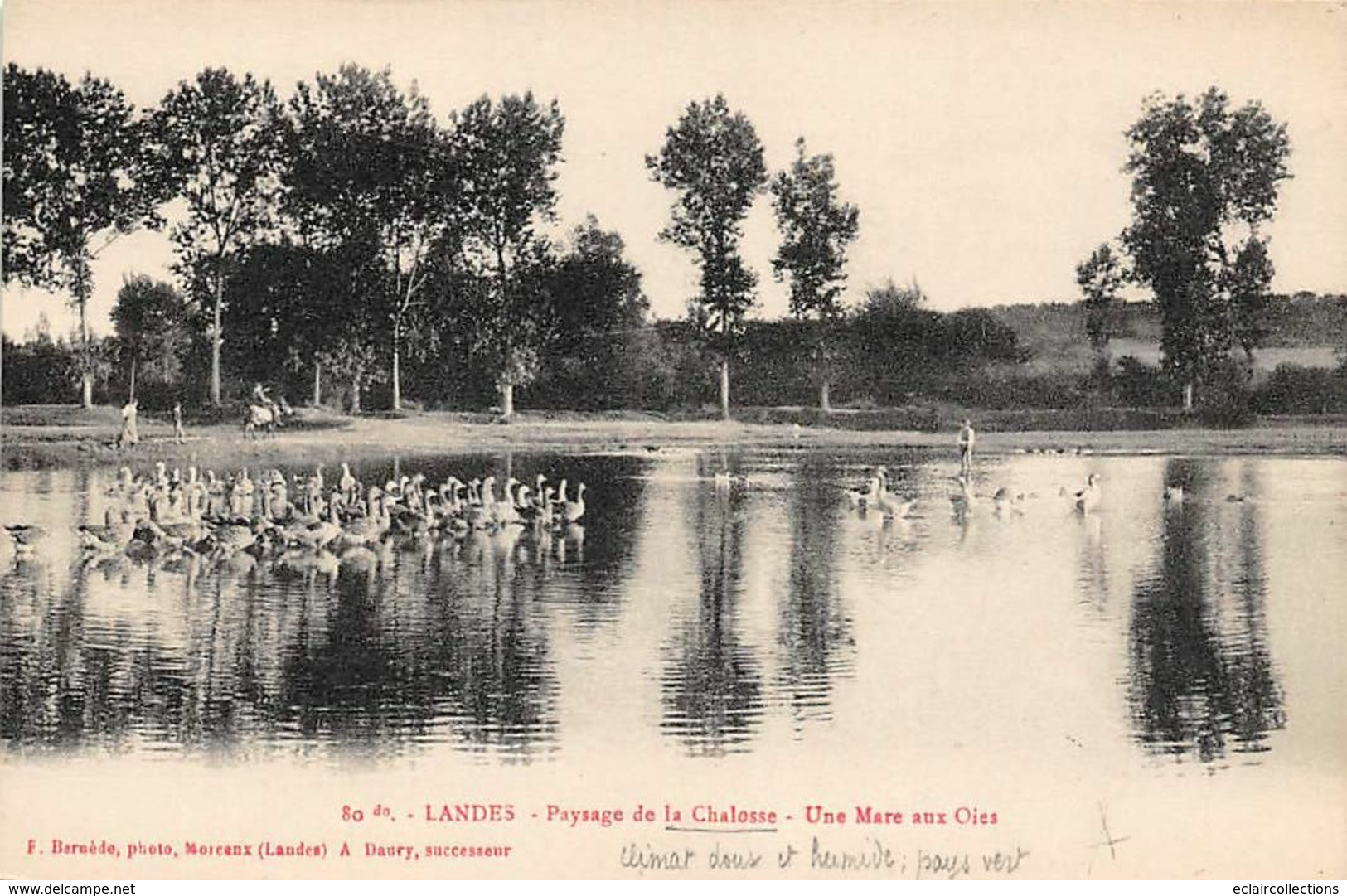 Landes Non Classés       40     Passage De La Chalosse  Une Mare Aux Oies    (voir Scan) - Altri & Non Classificati