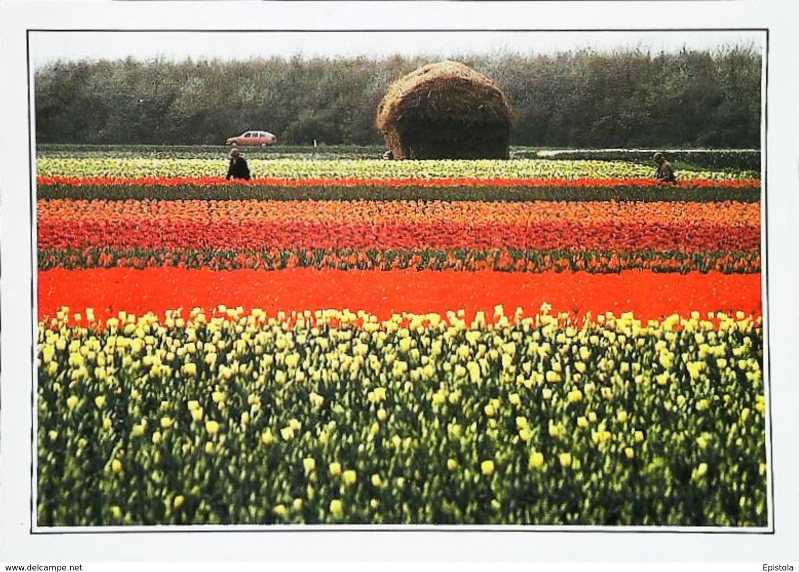 Hollande Champs De Tulipes Années 80's - Lisse